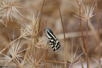Aco Acontia trabealis2