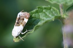 Acontia lucida