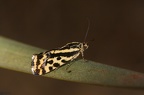 Acontia trabealis