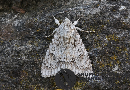 Acronicta aceris