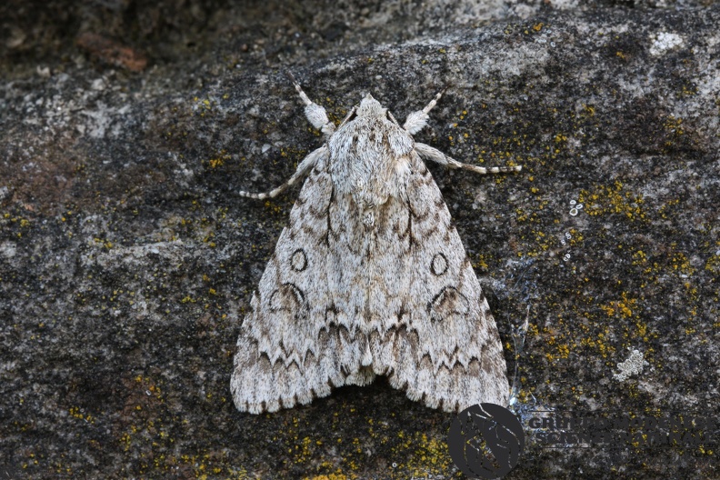 Acronicta aceris.jpg