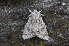 Acronicta aceris