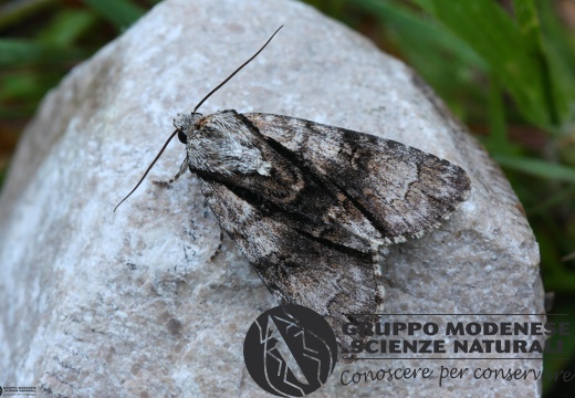 Acronicta alni