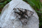 Acronicta alni