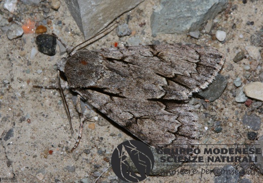 Acronicta psi