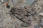 Acronicta psi