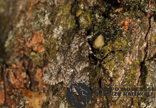 Acronicta rumicis