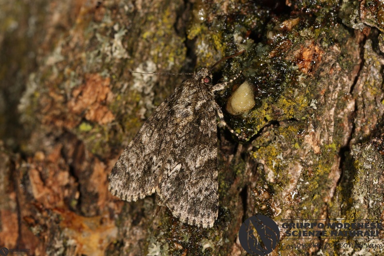 Acronicta rumicis - Acronicta rumicis.JPG Acronicta rumicis.JPG