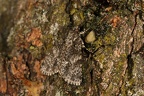 Acronicta rumicis