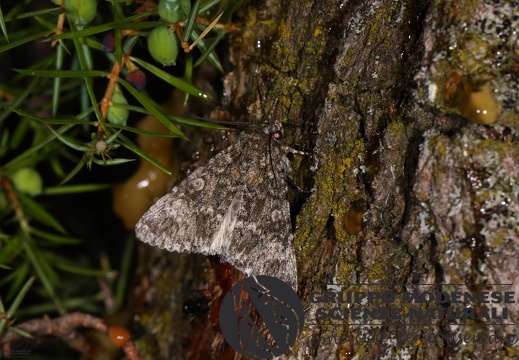 Acronicta rumicis2