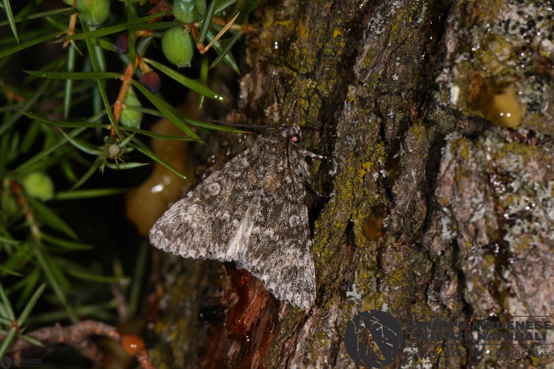 Acronicta rumicis2.JPG