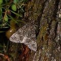 Acronicta rumicis2