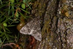 Acronicta rumicis2