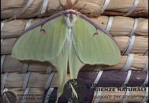 Actias luna 