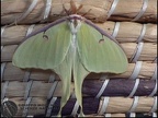 Actias luna 