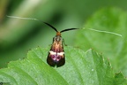 Adela australis