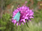 Adscita alpina