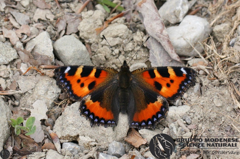 Aglais urticae.jpg