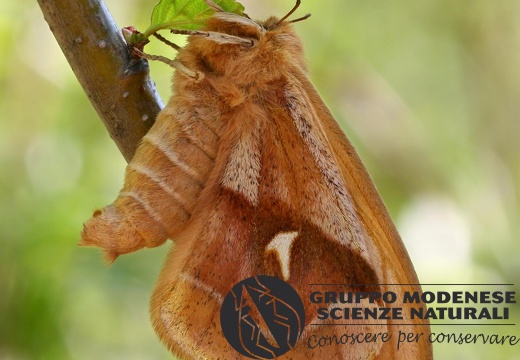 Aglia tau female2