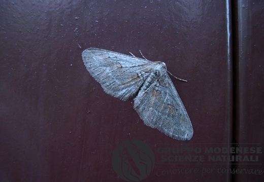 Agriopis bajaria (2)