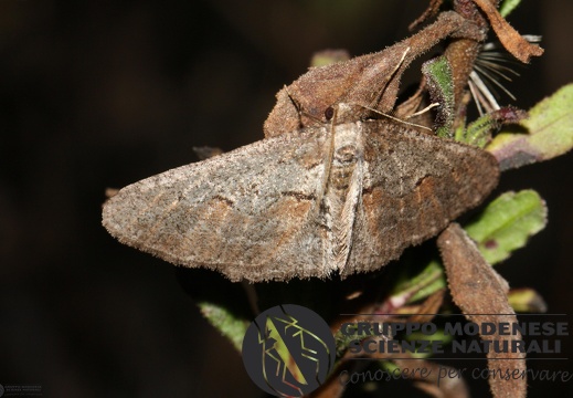 Agriopis bajaria