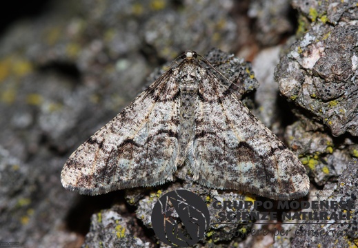 Agriopis leucophaearia (2)