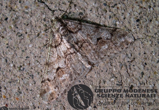 Agriopis leucophaearia