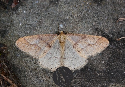 Agriopis marginaria (2)