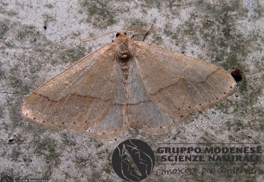 Agriopis marginaria