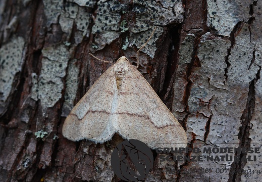 Agriopis marginaria2