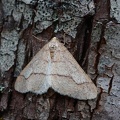 Agriopis marginaria2