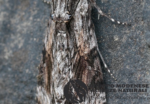 Agrius convolvuli