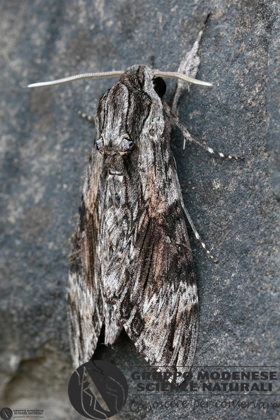 Agrius convolvuli - Agrius convolvuli.JPG Agrius convolvuli.JPG