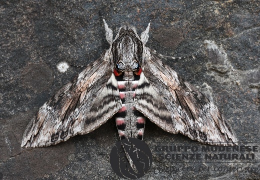 Agrius convolvuli2
