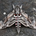 Agrius convolvuli2