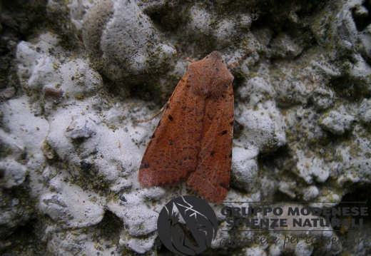 Agrochola lycnidis