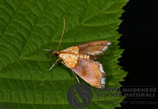 Agrotera nemoralis