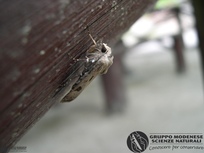 Agrotis exclamationis.JPG