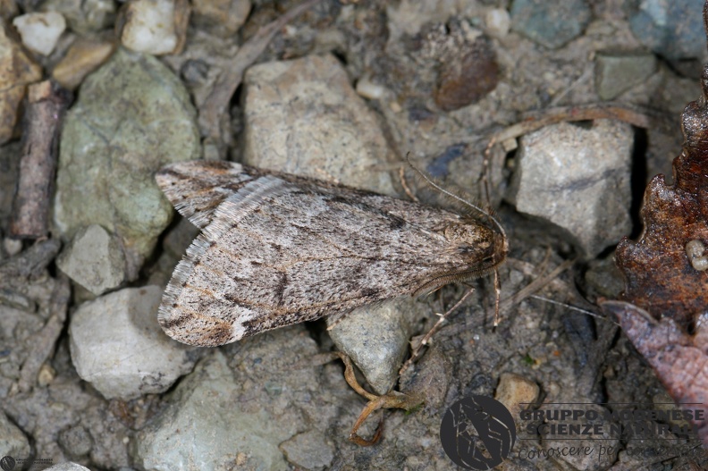 Alsophila aescularia2.JPG