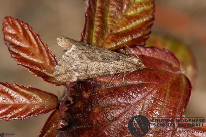 Alsophila aescularia3.JPG