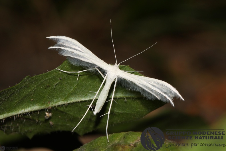 Alucita pentadactyla - Alucita pentadactyla.JPG Alucita pentadactyla.JPG
