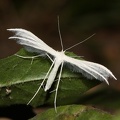 Alucita pentadactyla