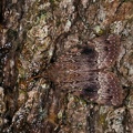 Amphipyra pyramidea