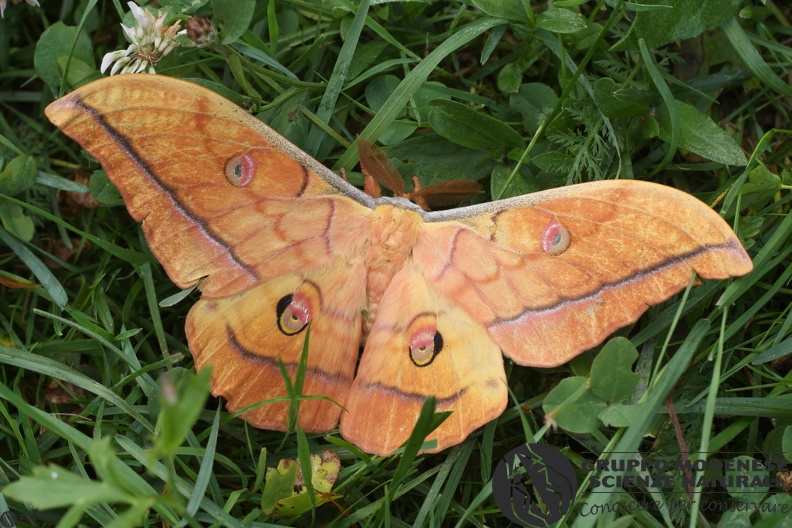 Antheraea yamamai2.JPG