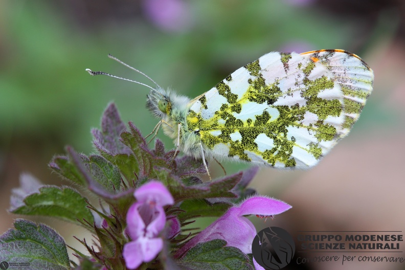 Anthocaris cardamines.JPG