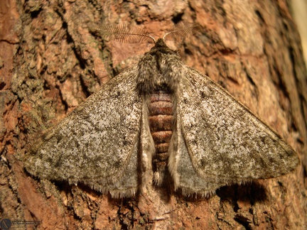 Apocheima pilosaria2