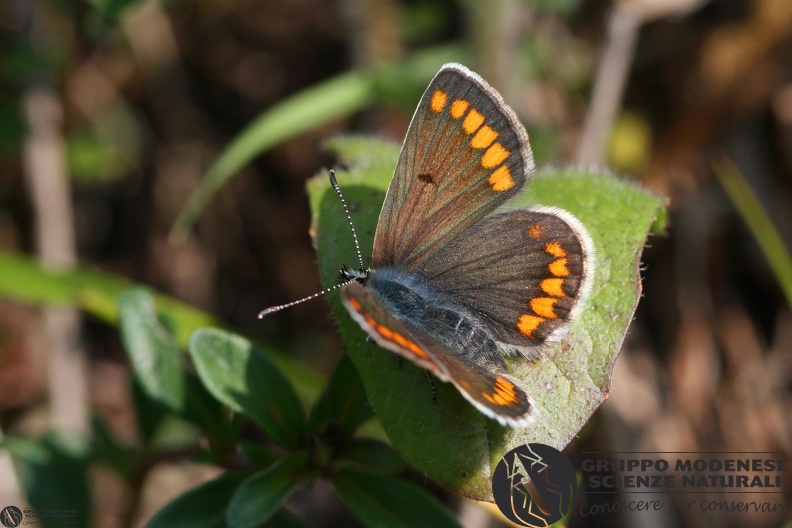 Aricia agestis.JPG