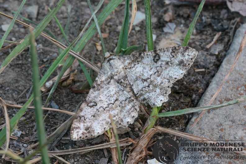 Ascotis selenaria.JPG