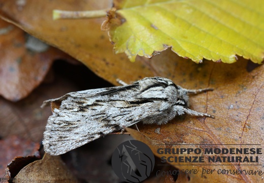 Asteroscopus sphinx (2)