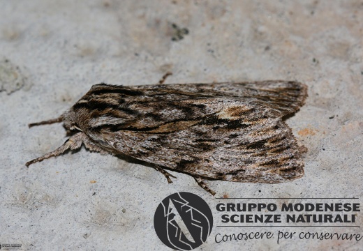Asteroscopus sphinx 
